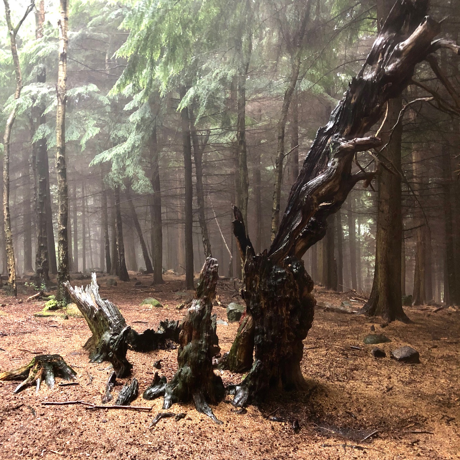 Learn More About Shining Cliff Woods White Peak Distillery