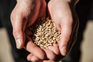 Peated barley used to make Wire Works Whisky
